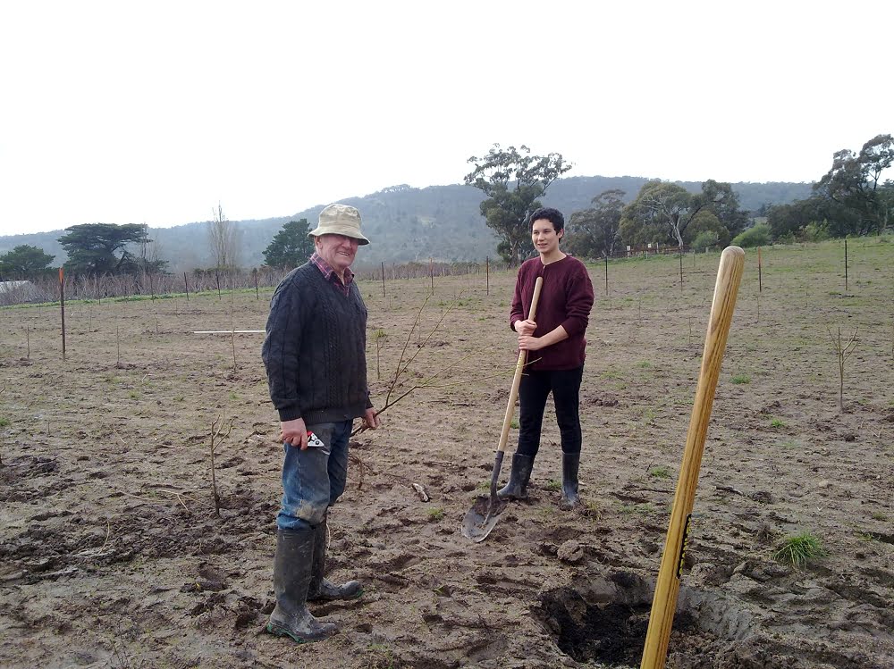 Merv and granddaughter Lucy planting trees in a new orchard on the farm