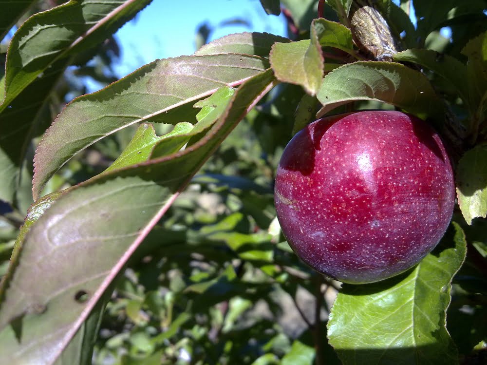 A beautiful and health-giving organic blood plum waiting to be picked and eaten