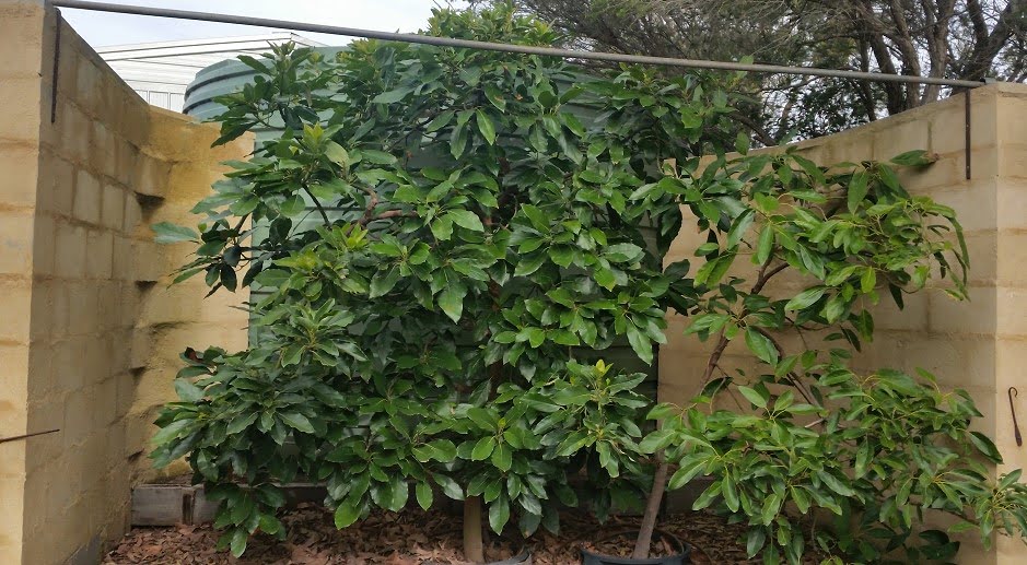 An avocado tree happily growing in a microclimate in frosty central Victoria