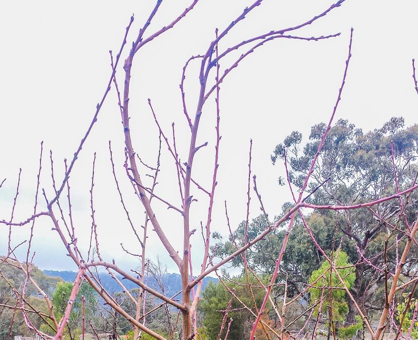 A peach tree with bent branches