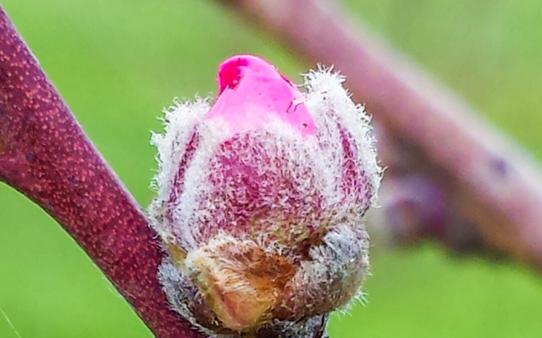 fruit bud on a peach tree