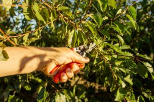 Summer pruning a plum tree