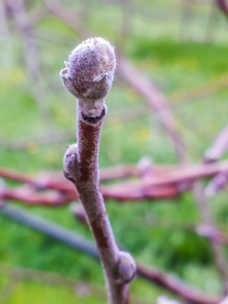 buds on an apple tree