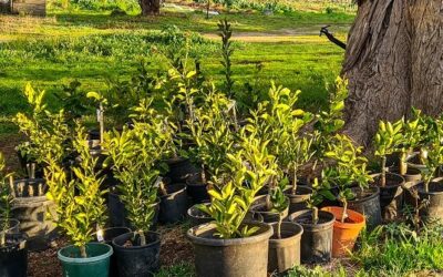 How to buy a good fruit tree