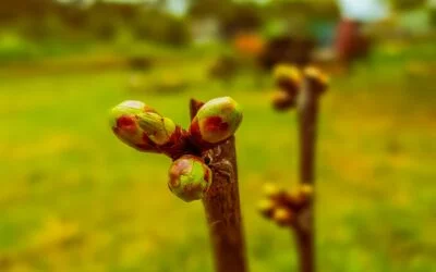 How to tell fruit buds from leaf buds