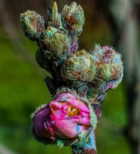 Peach buds that have been sprayed with copper spray