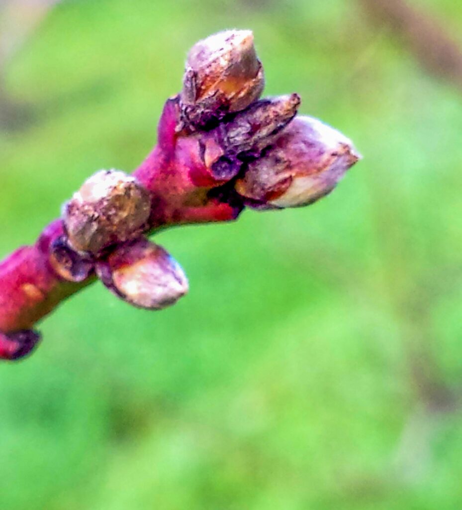 Buds On Plants: Identifying Flower Buds And Leaf Buds