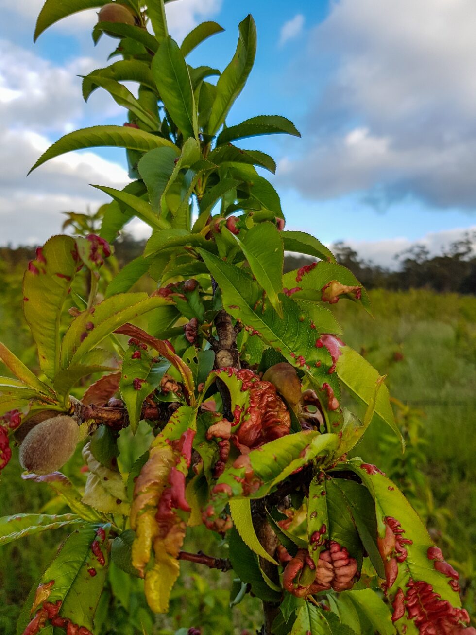 treat-peach-leaf-curl-now-msu-extension