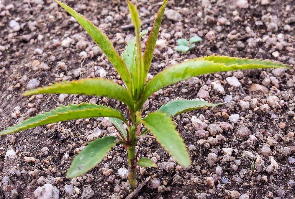 a peach seedling