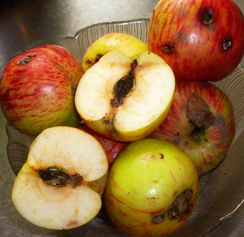 Gravenstein apples riddled with Codling moth