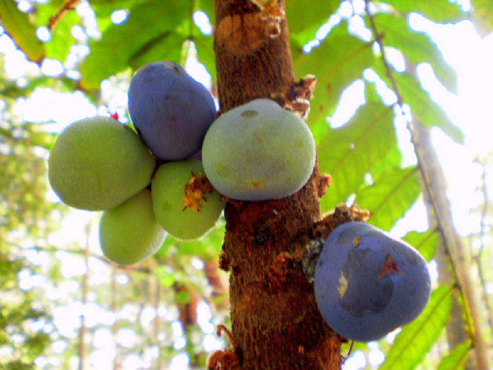 Ooray, or Davidson's plums (photo John Moss)
