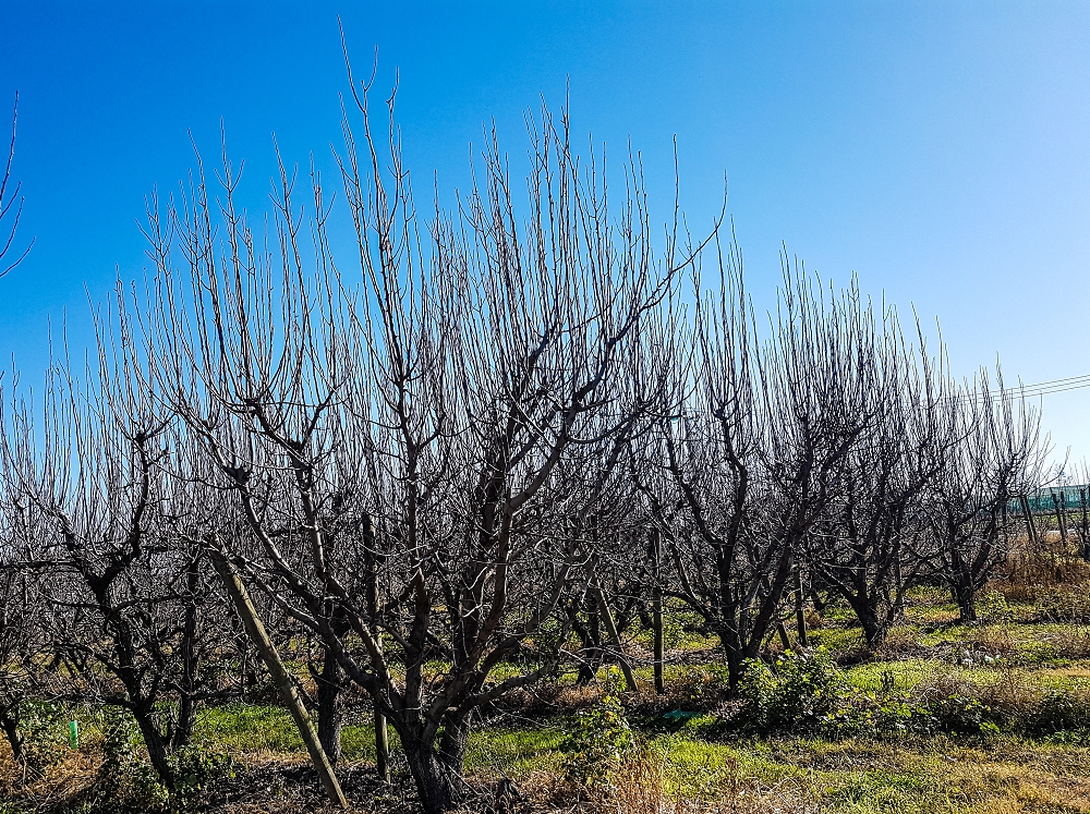 Pear trees that have been hedge pruned