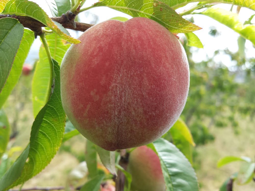 White-flesh Anzac peach, almost ripe