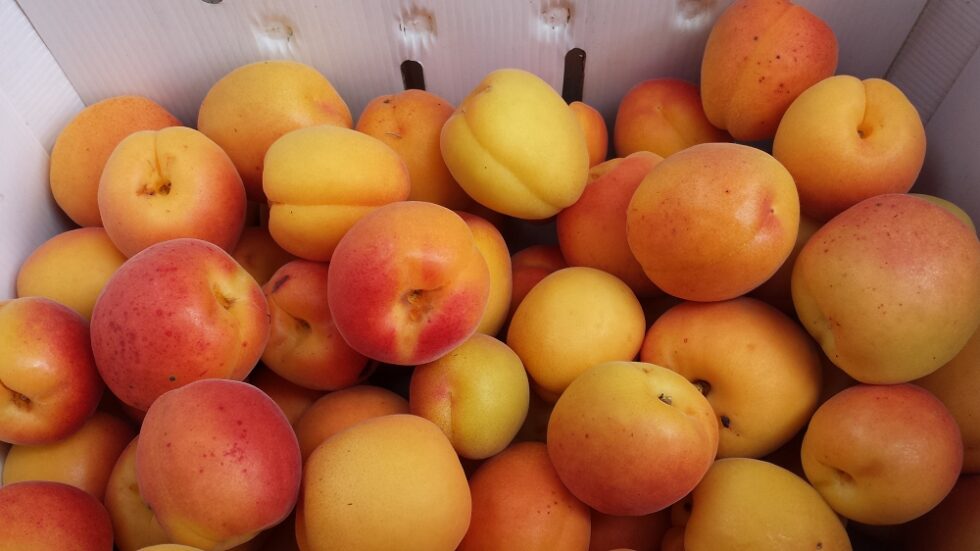 best apricot variety