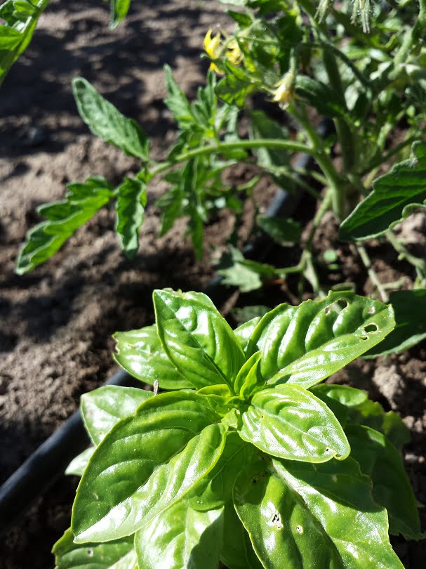 Basil and tomatoes coming along nicely in the veggie garden