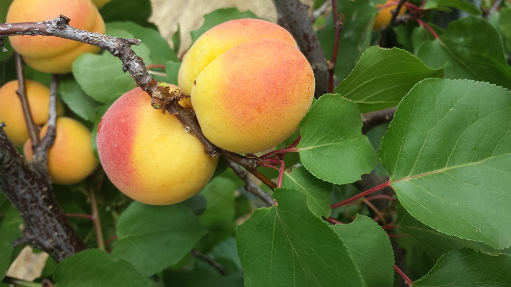 Lovely sweet round Bebeco apricots on the tree 