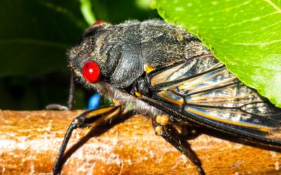 How to overcome fear of insects in fruit trees