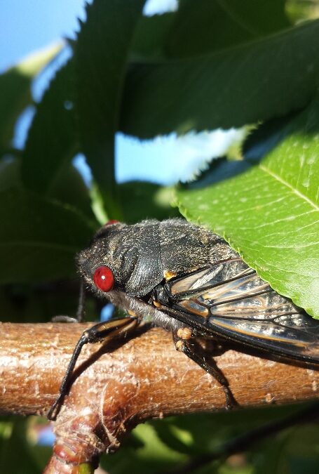 How to overcome fear of insects in fruit trees