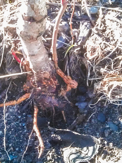 A fruit tree with the roots exposed