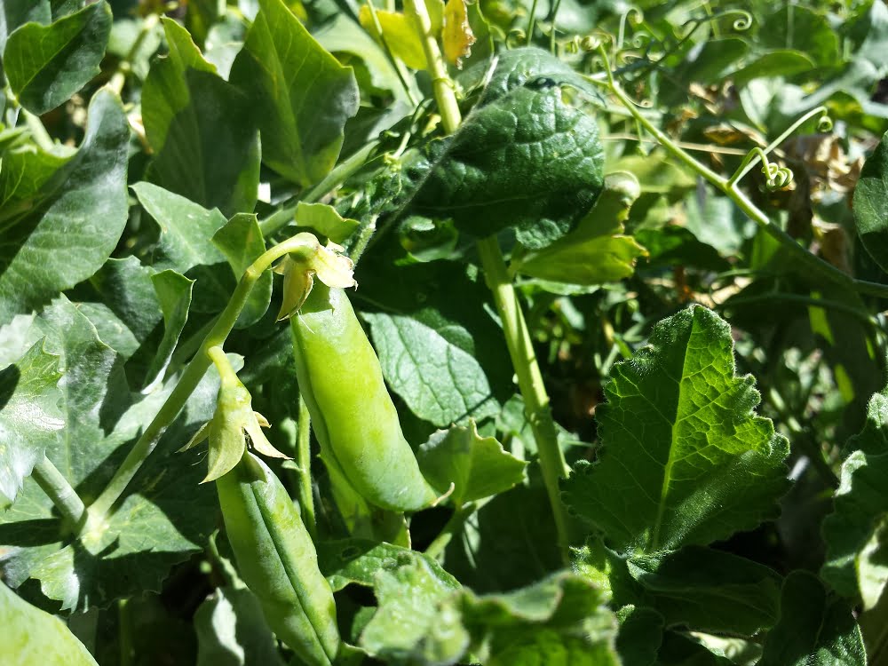 The last of the pea crop
