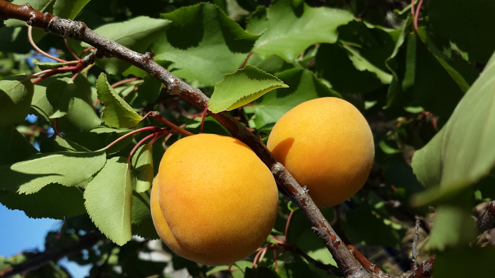 Old fashioned heritage Moorpark apricot