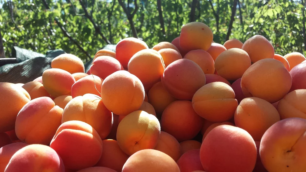 Apricot Fruit Size