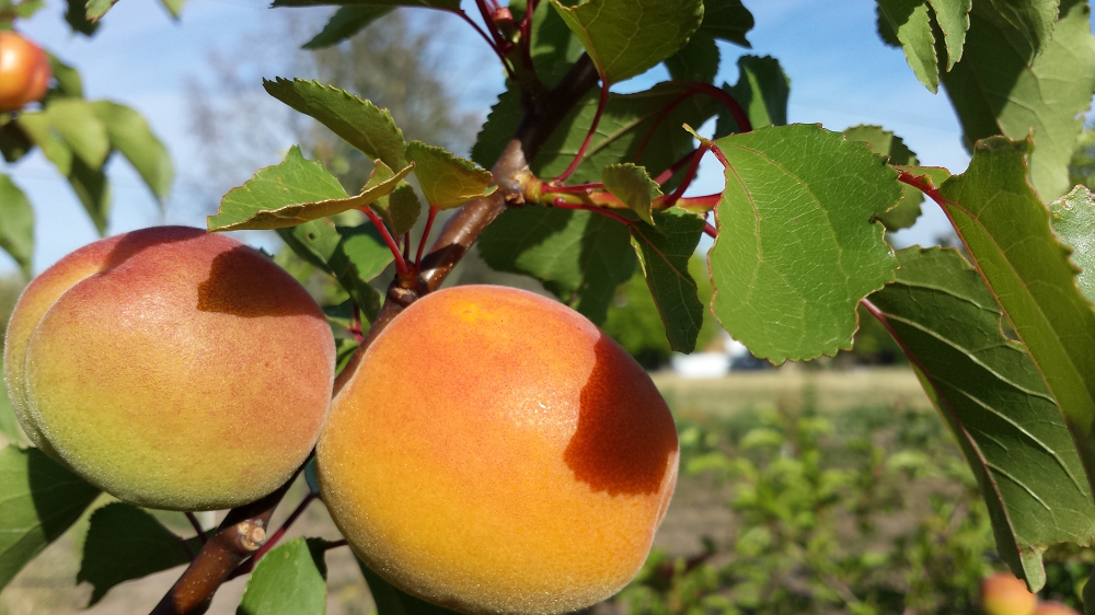 Apricot Fruit Size