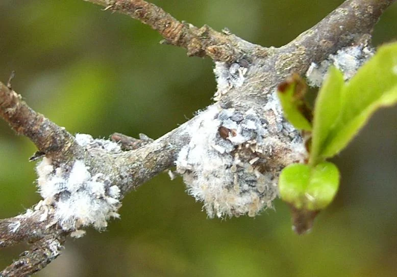 Woolly aphid on an apple tree
