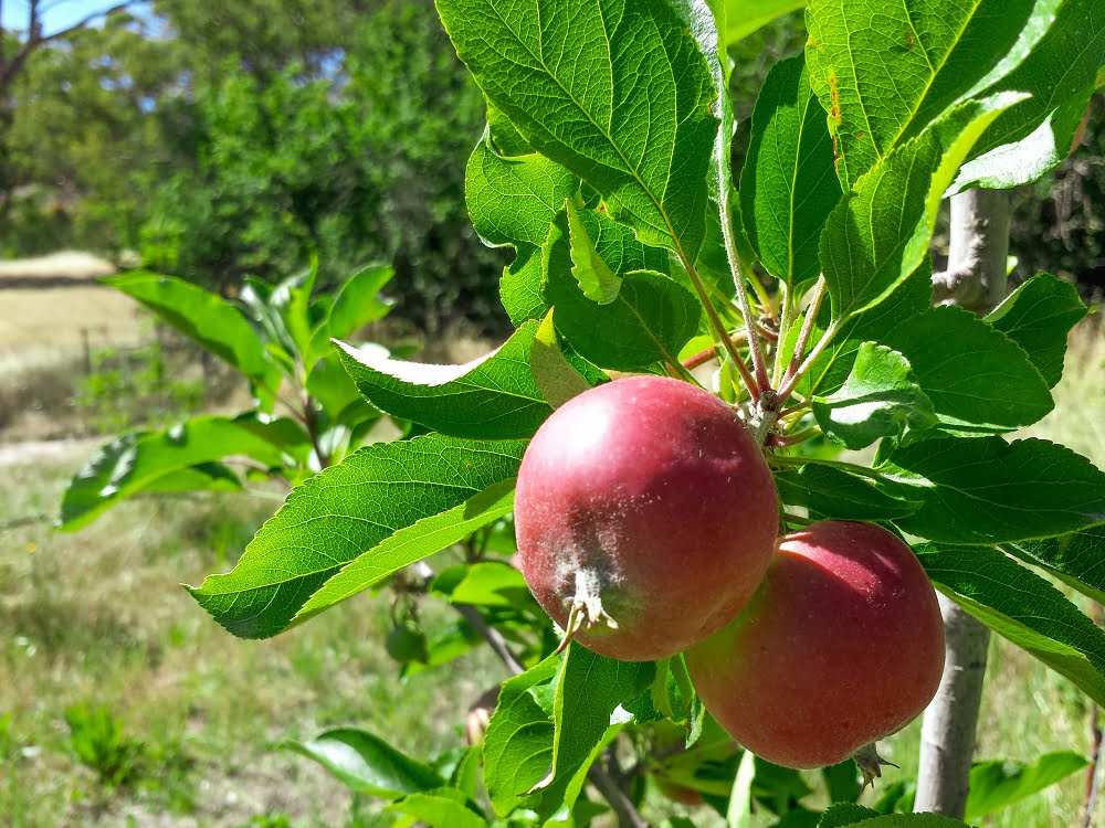 Young gala apples on the tree, with the bush beyond