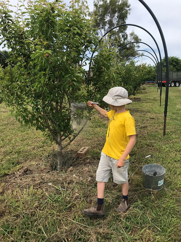 A junior fruit grower demonstrating perfect pear and cherry slug dusting technique