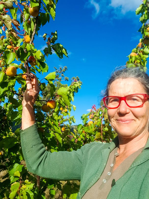 Katie picking apricots