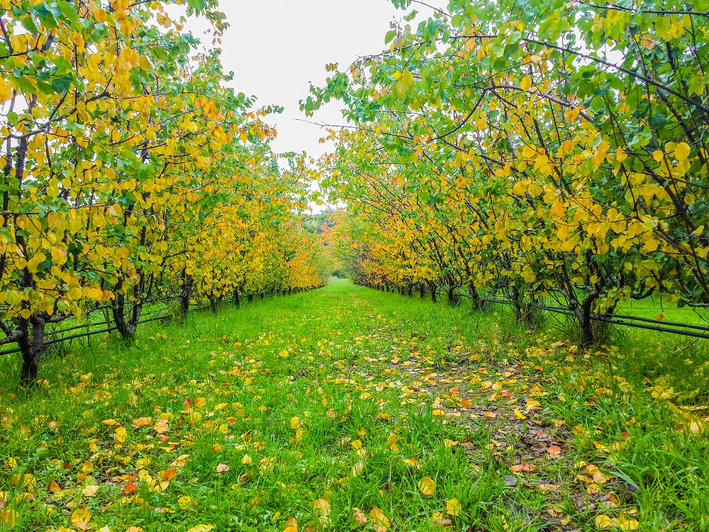 Apricot trees in the orchard at the end of summer