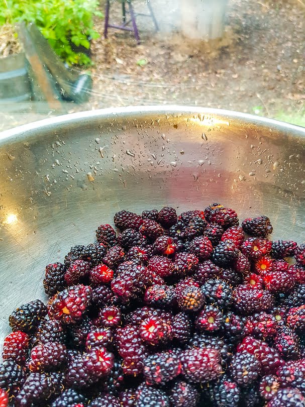 Freshly picked berries waiting to be turned into a delicious dessert