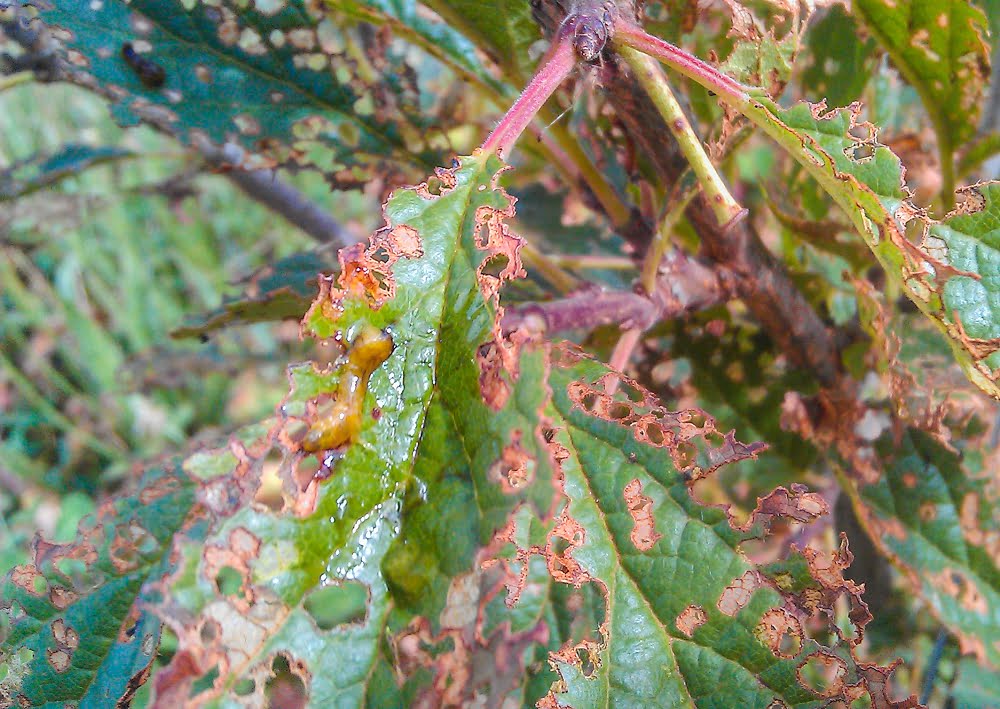 Typical damage caused by pear and cherry slugs to the leaves on a cherry tree 