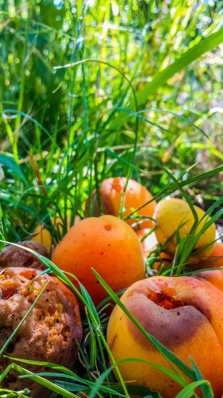 Why You Should Pick Up Fruit From The Ground Yes All Of It