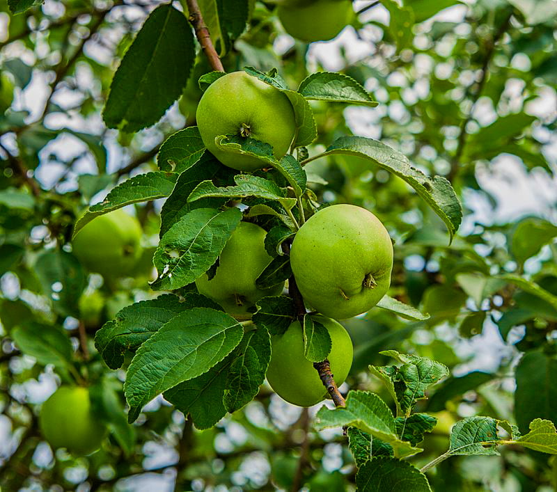 Michelin cider apples