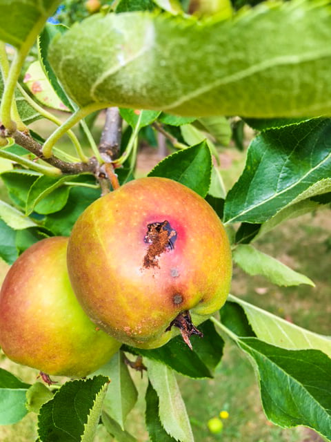 An apple infected with Codling Moth, showing the classic "frass" at the entry hole where the larvae has burrowed into the fruit