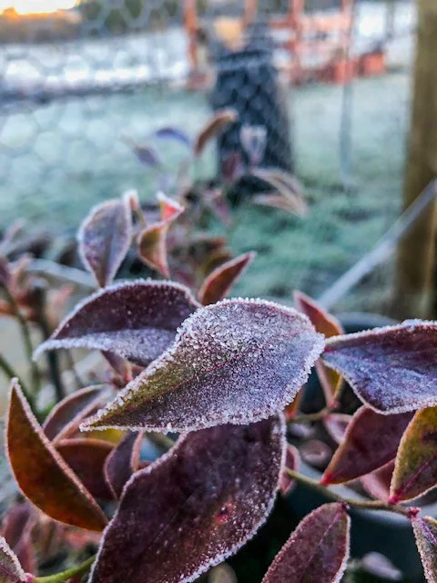 A badly-timed frost can damage the flowers on your tree