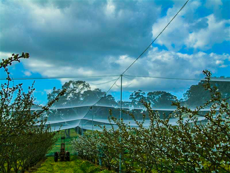 Full enclosure net over the cherry orchard