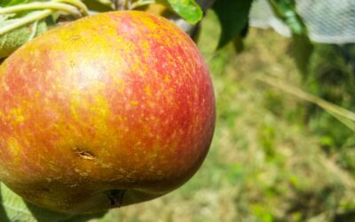 What are those brown marks on my apples?