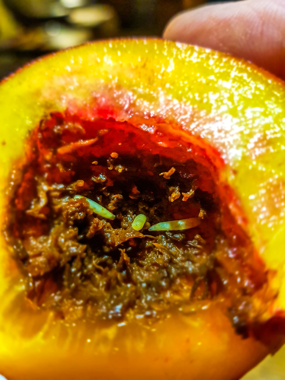 https://growgreatfruit.com/wp-content/uploads/2021/01/fruit-fly-larvae-in-nectarine-bright-1000x1333-1.jpg