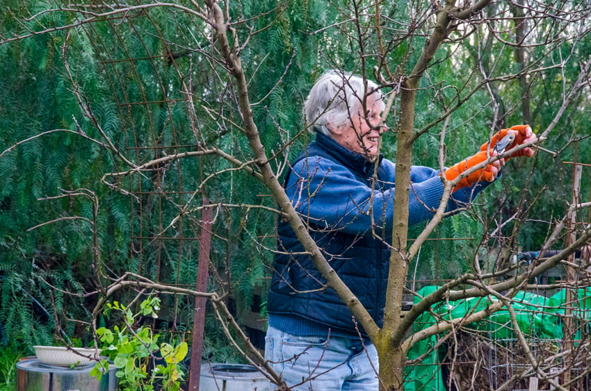 Using principles instead of rules makes pruning fruit trees much easier. Photo credit: Janet Barker