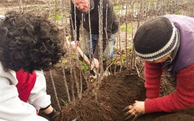 How to grow your own dwarf rootstocks