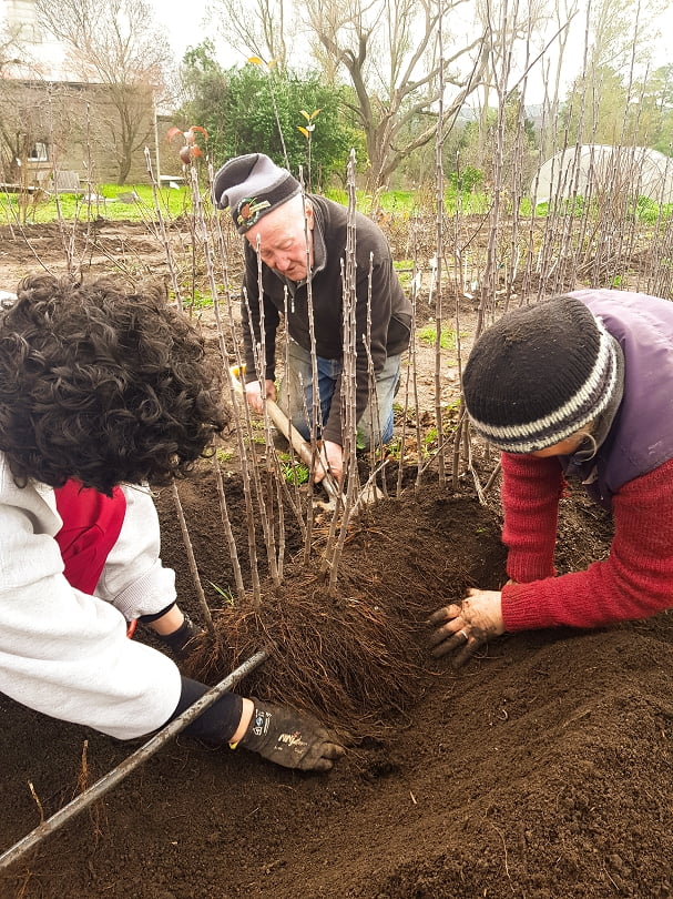 Pa, Liz, and Lucy harvesting rootstocks from the stool bed