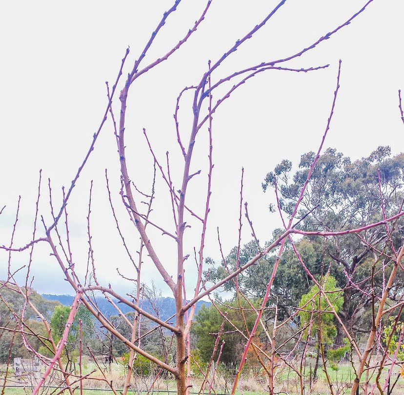 The tops of the branches on this peach tree have been bent over by the weight of the net