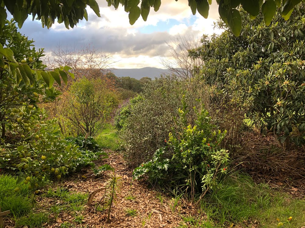 A beautiful and biodiverse garden with lots of fruit trees mixed up together