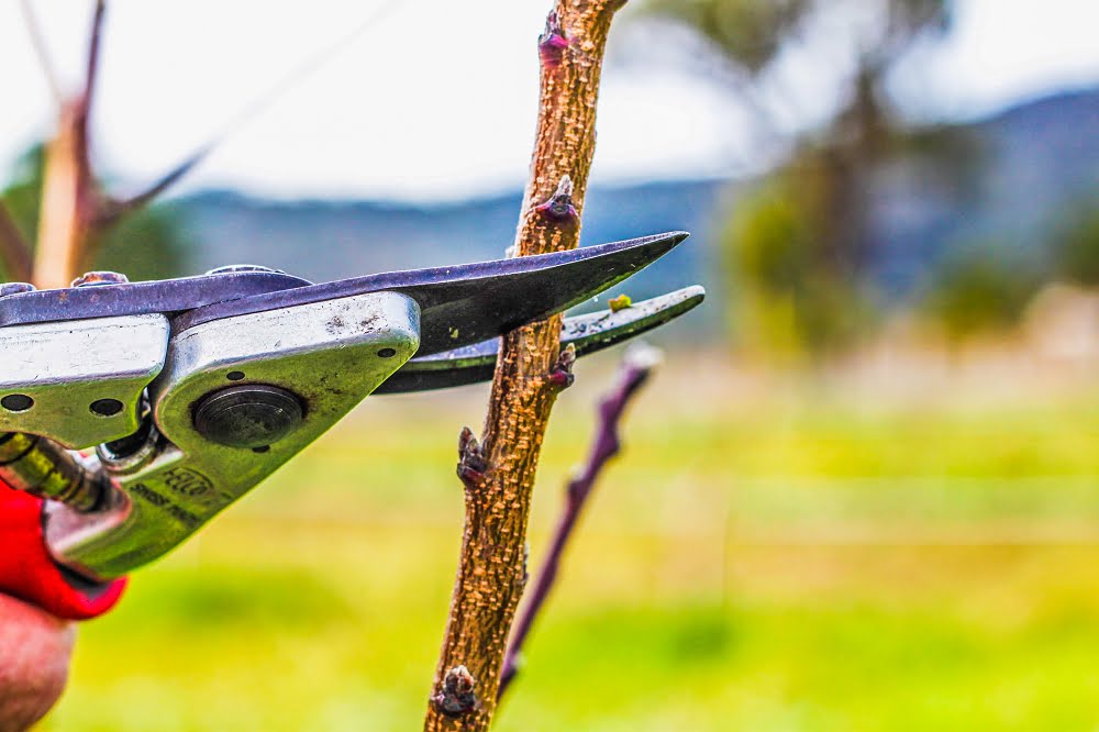 This heading cut is likely to stimulate the two or three buds directly below the cut to grow into new branches