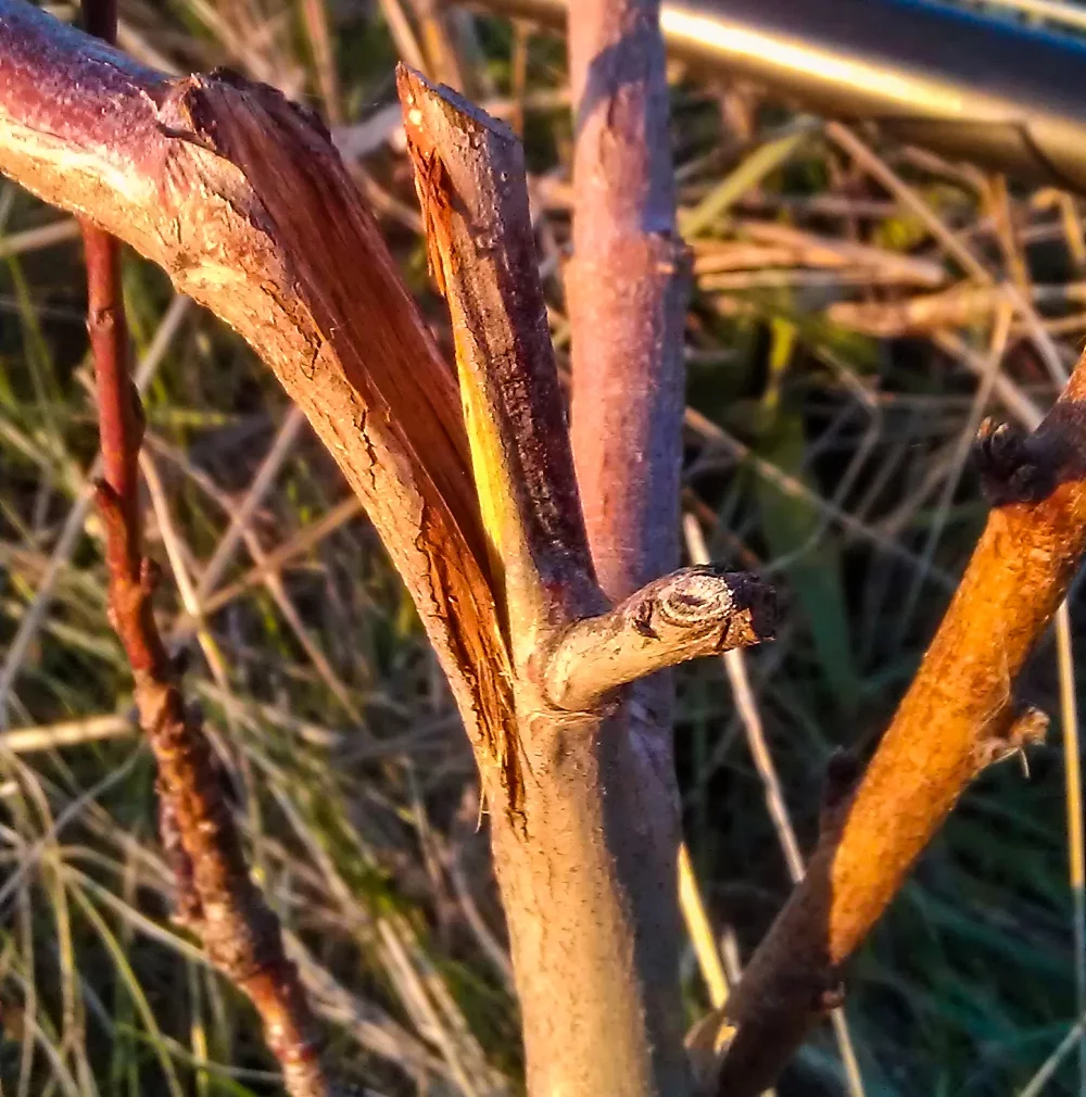 broken branch on ground