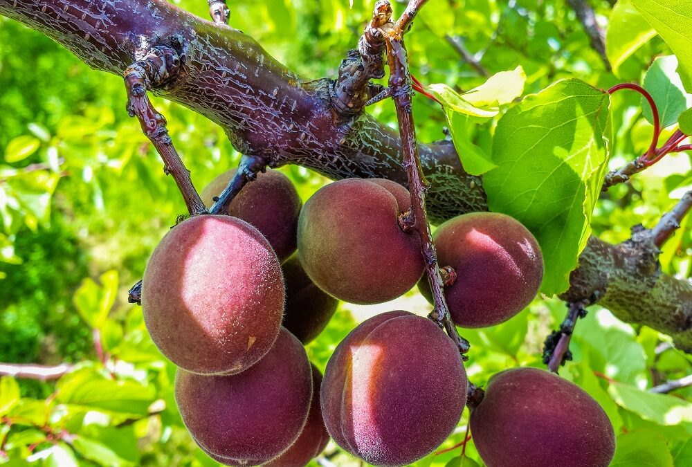 Use fruit thinning to protect your fruit tree