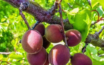 Use fruit thinning to protect your fruit tree